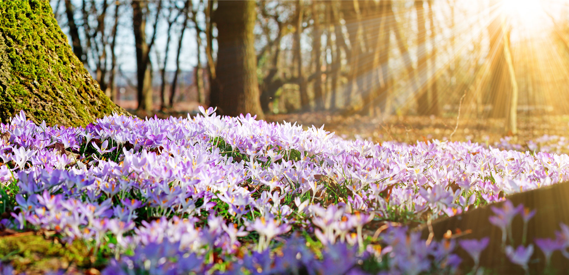Frühling - Sonnenschein fällt sanft auf ein violettes Blumenmeer